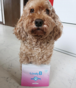 ペットの口臭に困っている飼い主さんて結構いると思うので今回は、その悩みを解決してくれるラブリービーを紹介したいと思います。・・・ラブリービーは、一袋に30包入ってい…のInstagram画像