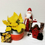 #日本初上陸 の #ポインセチアイエロールクス 🌻 #ポインセチア といったら #クリスマス  #🎄 そして #赤 というイメージだったのですがこれは #黄色 い #イエロールクス なんで…のInstagram画像