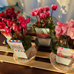 「 #2020秋冬シクラメンコレクション 」#株式会社ハクサン さまより。ハクサンさまのオススメの４品種！花弁とガクからなる花の形が美しい #シクラメンジックス 。優雅…のInstagram画像