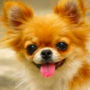 「顔出しＯＫです！」【第3弾!!】＼愛犬の口臭ケアモニター募集／愛犬の動画や写真が商品PRに使用させてください。ラブリービー本品【20名様】の投稿画像