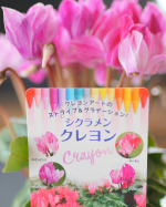 これからの季節にとっても嬉しい💕シクラメン4品種セット🌷とっても可愛くて美しくて元気いっぱいのシクラメン✨ハクサンさんの花苗はとても元気で丈夫💪PWブランドのお花なので日本の気候に…のInstagram画像