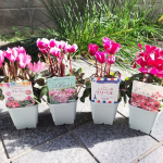冬になると庭やお部屋が寂しくなるのですが、このお花があるとクリスマスっぽく華やかになる『シクラメン』ハクサンの2020秋冬シクラメンコレクションをお試しさせていただきました♪…のInstagram画像