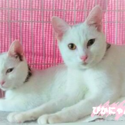 白猫姉妹