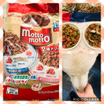 ここ最近、急におじいちゃん化した勇ちゃん。ドライフードが大嫌いです。どんどん痩せていく・・・もっともっとちょーだい！！と尻尾を振ってほしい。国産のペットフードメーカーペットラインのドッ…のInstagram画像