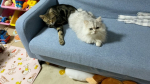我が家の猫たち😺♡😺アメリカンショートヘア💙2歳ペルシャ💙2歳どちらもオス猫です⭐️珍しく一緒に寝ている❤️#地球洗い隊 #とれるNO1 #ペットケア #ペットシャンプー …のInstagram画像