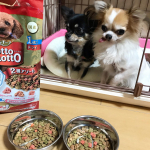 ご存知の方もいるかもだけど﻿我が家ワンちゃん2匹飼ってます✨﻿﻿子犬のころは餌をあまり食べなかったんだけど、今はそんなの嘘みたいにバクバク食べてる❤️でも好き嫌いはあるのかなって餌によった…のInstagram画像