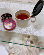 ✩.*･ﾟ.teatime～☕バレンタイン投稿のめるちゃんに似た猫ちゃんの缶の中身は紅茶のチョコレート🐱🍫今回は『フラップスープカップ』をお試しさせていただきました！猫飼い…のInstagram画像