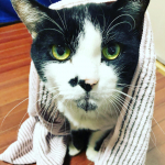 株式会社アルファックス様の竹炭抗菌ヘアドライタオルSuitowelをお試し致しました😻✨✨猫ちゃんやワンちゃんのお風呂の後の毛を乾かすのは大変では無いですか⁉️猫ちゃんはドライヤー嫌いでい…のInstagram画像
