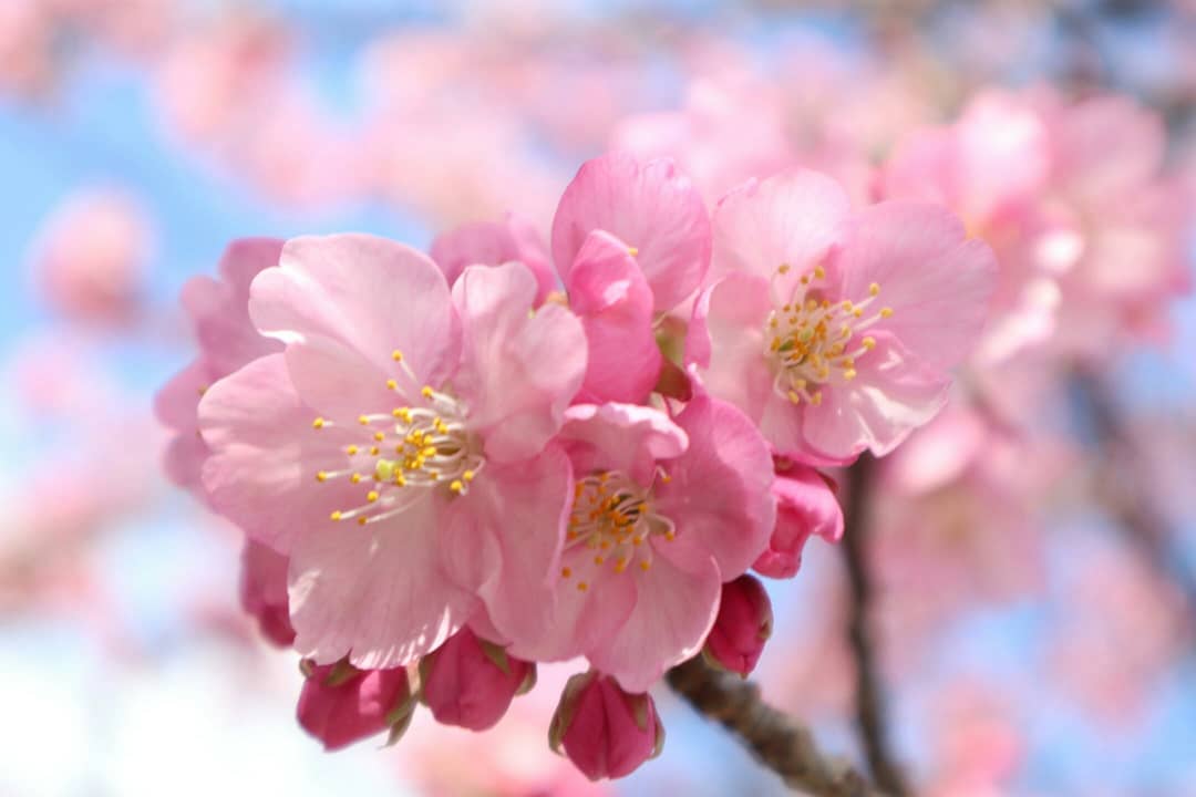 口コミ投稿：今日から3月。早咲きの桜がきれいに咲いていますね！緊急事態宣言もようやく解除され…