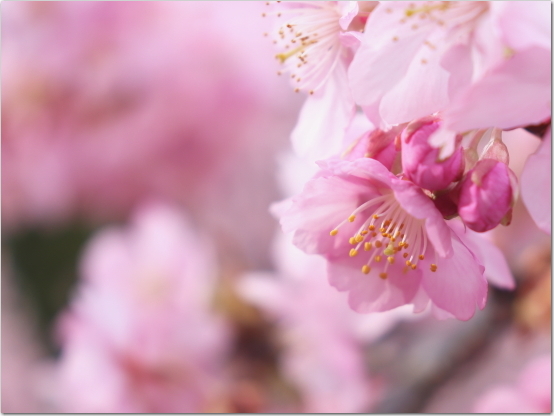 口コミ：桜の花の塩漬けの画像（1枚目）