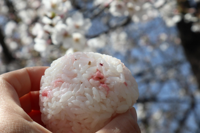 口コミ：桜のおにぎり持ってお花見にの画像（4枚目）