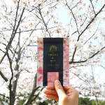*桜が綺麗に咲いています癒される～♪・所によると葉桜になって桜吹雪がとてもきれい～  ウイルス対策や心身のリフレッシュに使用しているアロマdeマスク・今日の香りは桜ブレンド…のInstagram画像