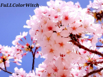 👑アロマdeマスク(気持ち安らぐ桜の香り)👑������～🌸桜便り🌸～����🙌満開の桜、今日は最強開運日🙌����✔️『withコロナ』の新しい生活スタイルの中で、マスクの着用が当たり前…のInstagram画像