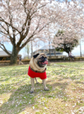 「愛犬大好き」の画像（3枚目）