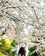 🌸🧸🧺 ▶︎▶︎▶︎　#おやすみ保湿マスクお散歩中に見た桜が綺麗だったので📸最近ハイフの時、乾燥があって首が当てれなかったのが残念すぎてエステティシャン髙橋ミカさんプロデュースのシルク…のInstagram画像