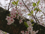口コミ：桜の花ごはん de 毎日のお弁当の画像（1枚目）