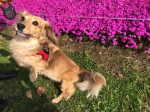 シニア犬の類に入るライムさん🐶これからの健康も考えて「ドッグスタンス 鹿肉プロミックス200g」を試してみました⭐️野生鹿肉を中心に6種の動物性たんぱく質をバランスよく組み合わせた、ダブル…のInstagram画像