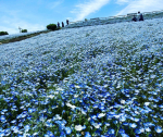 グンマーのネモフィラ☺️ほんとは茨城まで行きたかったけど今年は(去年もだったけど)コロナもあるし我慢😌子供が喜んで走り回ってたので行って良かったー✨#鼻高展望花の丘 #…のInstagram画像