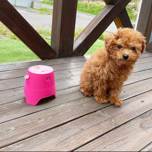 子犬のモコの画像（2枚目）