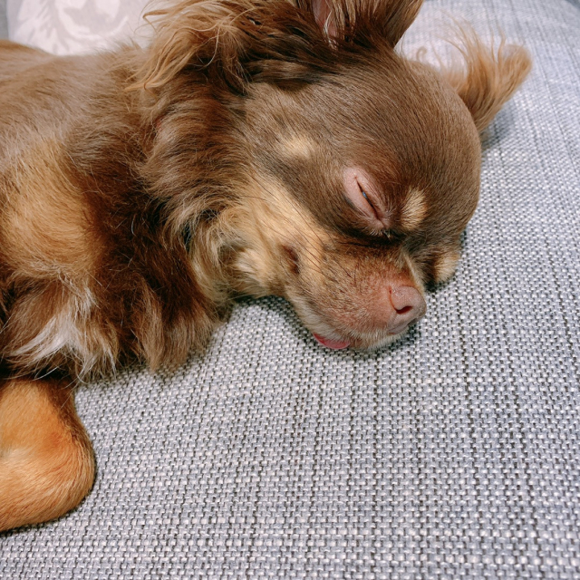 口コミ：愛犬の健康長寿に！健ドッグの画像（4枚目）