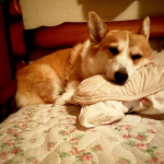 今日もとものベッド🛌正確にはミルクのベッド。。。夏の時期だけは節電のため貸してあげて😅枕カバーもシーツも洗って気持ちがいいのかな？ぐっすり寝てる💤💤💤🐶#コーギー #corgi  …のInstagram画像