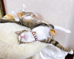 ..うちの猫ちゃん♡すやすや気持ち良さそう😂💗こんな寝相で寝れるの！？ってびっくり…😂お顔が天才級に可愛い…（泣）（親バカ）私もこれくらい熟睡したいなあ💭#PR #株式会社イッ…のInstagram画像