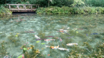 .岐阜県関市名もなき池通称『 モネの池 』この日は特に池の透明度が高くて感動の綺麗さでした🎵見つけると幸せ🍀になれるという頭に❤️のあるコイがいたんだけ…のInstagram画像