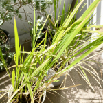 新米の季節がやってきましたね🌾我が家のベランダ稲も、穂が出てお米が出来てます😆　　嬉しい❤️　　どれくらい収穫出来るかな🤣　　おこめ券頂いたので、新米買おう…のInstagram画像