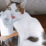 次亜塩素酸 高濃度500ppm バイバイ菌 2.5Lをモニターさせていただきました🎵うちにはコロナ禍前からものすごい潔癖症な夫と猫ちゃん2匹が居るので安心して使用できる次亜塩素酸は常備しています。…のInstagram画像