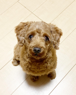 【リピ決定❣️ワンコのおやつ♡】⁡⁡削り節やダシ・めんつゆで有名なマルトモ株式会社様 @marutomo_official からペット専用の削り節を頂き愛犬に食べてもらいました…のInstagram画像