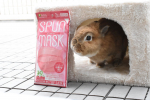 #spunmask  は個包装になっているので衛生的です🐰#ISDGマスク #医食同源ドットコムマスク #カラーマスク #不織布マスク #スパンマスク #スパンレースマスク #スパンレース不織…のInstagram画像
