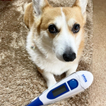 #動物用体温計 を頂きました☺️今まで動物用の体温計は持ってなくて…以前何かミルクの体温高い？って時に人間用しかなく困りました😓先端部分がくねっと曲がるので動いても測りやすく安全。アルコー…のInstagram画像