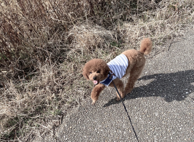 口コミ：【愛犬のサプリのこと】犬にも大切なコラーゲン。の画像（9枚目）