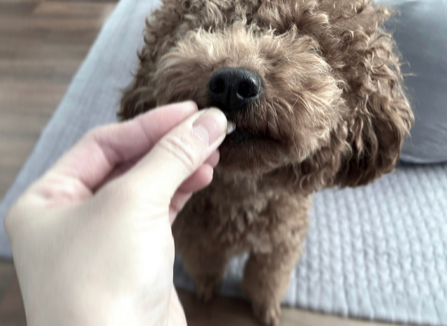 口コミ：【愛犬のサプリのこと】犬にも大切なコラーゲン。の画像（6枚目）