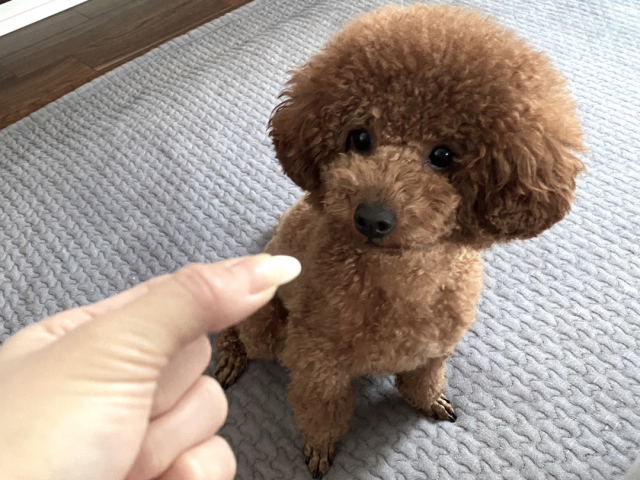 口コミ：【愛犬のサプリのこと】犬にも大切なコラーゲン。の画像（7枚目）