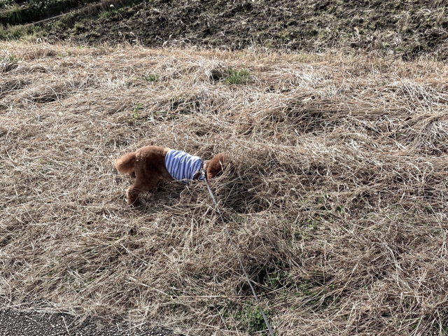 口コミ：【愛犬のサプリのこと】犬にも大切なコラーゲン。の画像（10枚目）