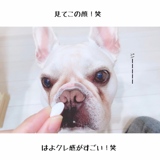 口コミ：新田ゼラチンダイレクト：犬用コラーゲンサプリメント 健・ドッグの画像（4枚目）