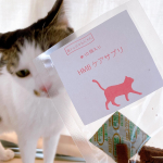 HMBケアサプリ「筋トレにゃんにゃん」⁡⁡我が家のニャンズにとって初めてのサプリメント✨#兼松ウェルネス 様の#筋トレにゃんにゃん を試してみました❤️⁡⁡…のInstagram画像