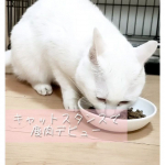 国産無添加のキャットフード🐱キャットスタンス メインフードセット🐱・鹿肉ドライ(ドライフード)・鹿肉ウェット、ひめ鯛ウェット(ウェットフード)の3つがセットになっています。…のInstagram画像