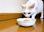 ...キャットスタンス 🐈 @cat.stance メインフード お試し3袋セット  ¥990 (税込・送料無料)☑︎ 鹿肉ウェット 130g☑︎ ひめ鯛ウェット …のInstagram画像
