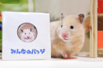 #みんなのバッジ さんのフィンガーグリップが届きました🐹開封はまた❤️#みんなのバッジ #缶バッジ #マグネット #DIY #オリジナル缶バッジ #フィンガーグリップ #monipla…のInstagram画像