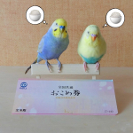 ルル&メル:おこめ券で、ママが美味しいお米を買って来たぞ！🐥🍚😋RURU&MERU: La mamma ha comprato un buon riso con un biglietto!RU…のInstagram画像