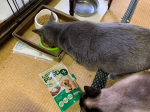我が家の猫様…カリカリは食べるけど最近おやつが好きすぎる…しかもとろみのあるやつ…ということで、MREフードプラスをカリカリにかければよいのでは？ということでカリカリにかけてみた。トロトロだーーー…のInstagram画像