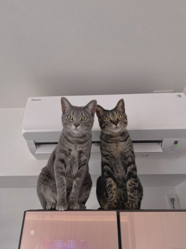 我が家の双子猫の画像（1枚目）