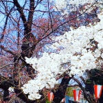 🌸🌸🌸🌸🌸桜シーズン到来ですね🌸今週くらいがピークなのかなぁ？？段々紫外線が気になる季節になってきたので、帽子を新調しました😊皆さんはどんな春コーデにする予定ですか？？…のInstagram画像