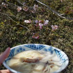 お花見しながら『お水がいらない　博多豚骨ラーメン』炊き出した豚骨のコクと香り豚頭ト豚骨を炊き出したコクと香りのあるスープ。3種の小麦粉をブレンドした、ストレートの細麺に仕上げました。…のInstagram画像