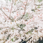 今年は子ども達が揃って新生活で私も生活リズムが一転したせいか、例年以上に桜に目が行き、印象的に映っています🌸⁡⁡⁡⁡これからも今年の桜のことを毎年思い出すんだろうなぁって気がする🌸⁡⁡…のInstagram画像