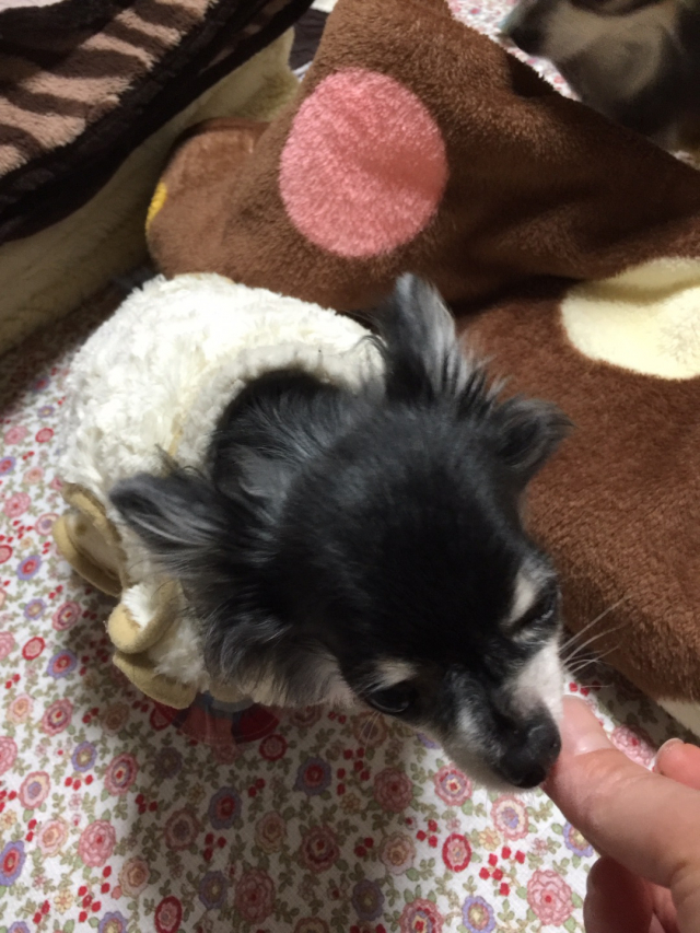 口コミ：愛犬の健康サプリメントに新田ゼラチンダイレクトさんの健・ドッグの画像（4枚目）