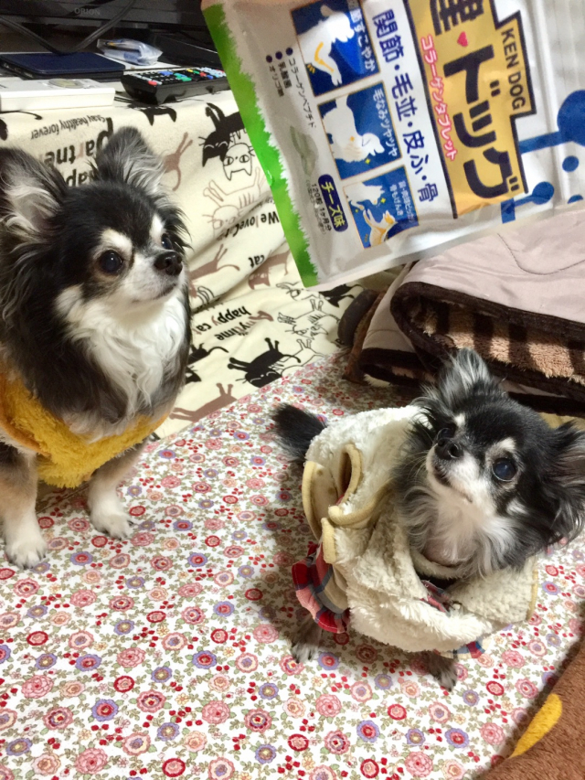 口コミ：愛犬の健康サプリメントに新田ゼラチンダイレクトさんの健・ドッグの画像（6枚目）