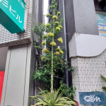 リュウゼツランのような力強さ#スピコラ #光を味方にするUVケア #石けんでオフできるUVケア #monipla #JLPSHOP_fanのInstagram画像
